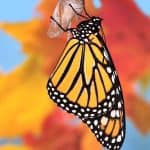 Transformed Leadership