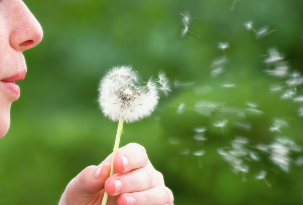 Leadership_can_change_culture_like_wind_dandelion2